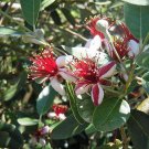 Hot Item Pack of 5 Seeds Butea Monosperma Flame The Forest, - Limited