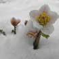 Highly Rated Eriodictyon Traskiae Trask'S Pack of 10 Seeds Yerba Santa, -