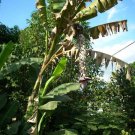 Hot Sale Magnolia Pack of 10 Seeds X Loebneri Loebner Magnolia, Limited Edition