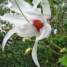 Pack of 10 Seeds Best Seller Lagenaria Siceraria Birdhouse Gourd, Exclusive