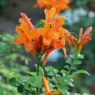 New Arrival Limited Edition Capparis Zeylanica Ceylon Caper, Pack of 10 Seeds