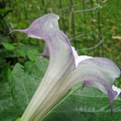Limited Edition Darmera Pack of 10 Seeds Peltata Indian Rhubarb, New Arrival