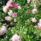Premium Helleborus Argutifolius Corsican Hellebore, Pack of 5 Seeds (2618)