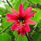 Pack of 500 Seeds Best Bestselling Seller Leycesteria Formosa Himalayan