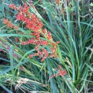 Pack of 20 Seeds Special Offer Miscanthus Sinensis Yakushima Dwarf Maiden