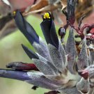 Bestselling Pachypodium Pack of 10 Seeds Geayi Madagascar Palm,