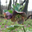 Pithecellobium Dulce Manilla Pack of New Arrival 10 Seeds Tamarind, - Best