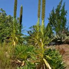 Pack of 20 Seeds Xerophyta Retinervis Limited Stock Black Stick Lily, - Top