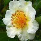 Seasonal Favorite Pack of 10 Seeds Actinidia Deliciosa Chinese Gooseberry, -