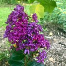 Highly Rated Pack of 10 Seeds Special Offer Agave Americana American Century