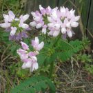 Anemone Occidentalis Western Pasqueflower, - Premium Special Offer Pack of 10