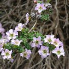 Bestselling Collinsia Heterophylla Pack of Collector's Choice 50 Seeds Purple