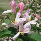 Bestselling Dodonaea Viscosa Sticky Hop Bush, Pack of 50 Seeds (2214) Popular