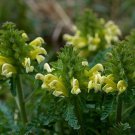 Grown in USA Special Offer Top Quality Eriogonum Grande Var. Rubescens