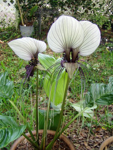 Discounted Erythronium Elegans Coast Range Fawn-Lily, Pack of 5 Seeds (2369)