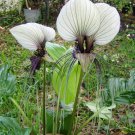 Discounted Erythronium Elegans Coast Range Fawn-Lily, Pack of 5 Seeds (2369)