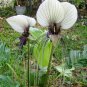 Discounted Erythronium Elegans Coast Range Fawn-Lily, Pack of 5 Seeds (2369)