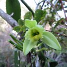 Best Seller Lonicera Pack of 25 Seeds Fragrantissima Winter Honeysuckle,