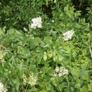 Best Seller New Arrival Lycium Pallidum Pale Desert-Thorn, Pack of 10 Seeds