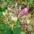 Pack of 5 Seeds Arctostaphylos New Arrival Crustacea Subs. Rosei Rose’S