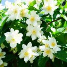 Premium Ziziphus Pack of Limited Edition 5 Seeds Nummularia Jujube,