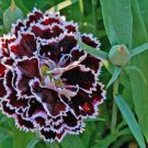 Pack of 20 Seeds Premium Aquilegia Vulgaris Snowballs, New Arrival