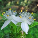 in USA Mirabilis Nyctaginea Wild Four O'Clock, - Hot Pack of 10 Seeds