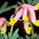 Discounted New Arrival Passiflora Adenopoda , Pack of 5 Seeds
