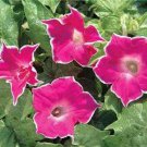 Best Seller Solanum Pack of 10 Seeds Aethiopicum African Eggplant, Rare Find