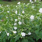 Hot Item Sphaeralcea Incana Gray Pack of 10 Seeds Globemallow, - Top Quality