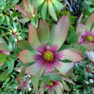 Special Offer Centaurea Pack of 10 Seeds Americana American Basketflower,