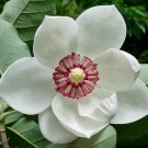 Best Seller Luffa Aegyptiaca Sponge New Arrival Gourd, Pack of 5 Seeds (3085)