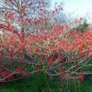 Pack of 10 Seeds Passiflora Edulis Orange Giant, - Top Quality Highly Rated