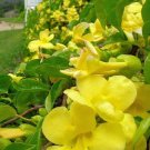 Datura Metel Double White Pack of 10 Seeds Purity, - Hot Sale Exclusive