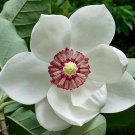 Best Seller Luffa Aegyptiaca Sponge New Arrival Gourd, Pack of 5 Seeds (3085)