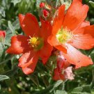 Limited Edition Rosa Eglantaria Sweetbriar Pack of 100 Seeds Rose, - Best Seller