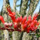 Pack of 25 Seeds Viscaria Alpina Alpine Catchfly, Customer Favorite