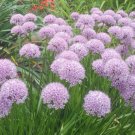 Pack of 10 Seeds Centaurea Nigra Black Knapweed, - Top Quality Popular Pick