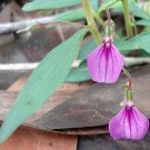 Discounted Costus Guanaiensis Spiral Ginger, Highly Rated Pack of 5 Seeds (2032)