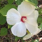 of 40 Seeds Magnolia Grandiflora Southern Magnolia, - Best Seller Highly