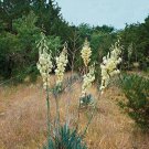 Pennisetum Alopecuroides Viridescens Black Fountain Grass, - New Arrival