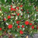 Limited Edition Ephedra Pack of 5 Seeds Viridis Green Ephedra, Hot Item