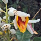 Selenicereus Undatus Dragon Pack of Fresh Stock 20 Seeds Fruit, - Exclusive
