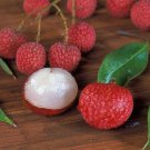 Rated Limited Edition Meriania Nobilis Noble Meriania, Pack of 10 Seeds