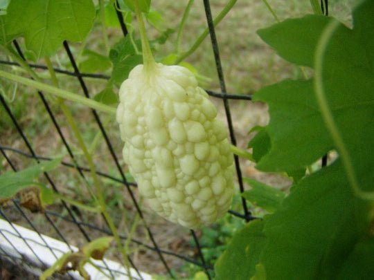 Moringa Concanensis Concan Moringa, - Highly Rated Exclusive Pack of 5 Seeds