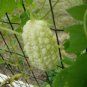 Moringa Concanensis Concan Moringa, - Highly Rated Exclusive Pack of 5 Seeds