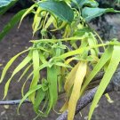 Abutilon Pictum Pink Pack of 5 Seeds Chinese Lantern, - Bestselling Premium