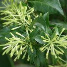 Customer Favorite Discounted Alpinia Zerumbet Shell Ginger, Pack of 10 Seeds