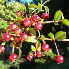 Pack of 10 Seeds Hot Exclusive Sale Capparis Zeylanica Ceylon Caper,