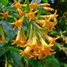 Seasonal Favorite Exclusive Gloriosa Rothschildiana Rothschild'S Glory Lily,